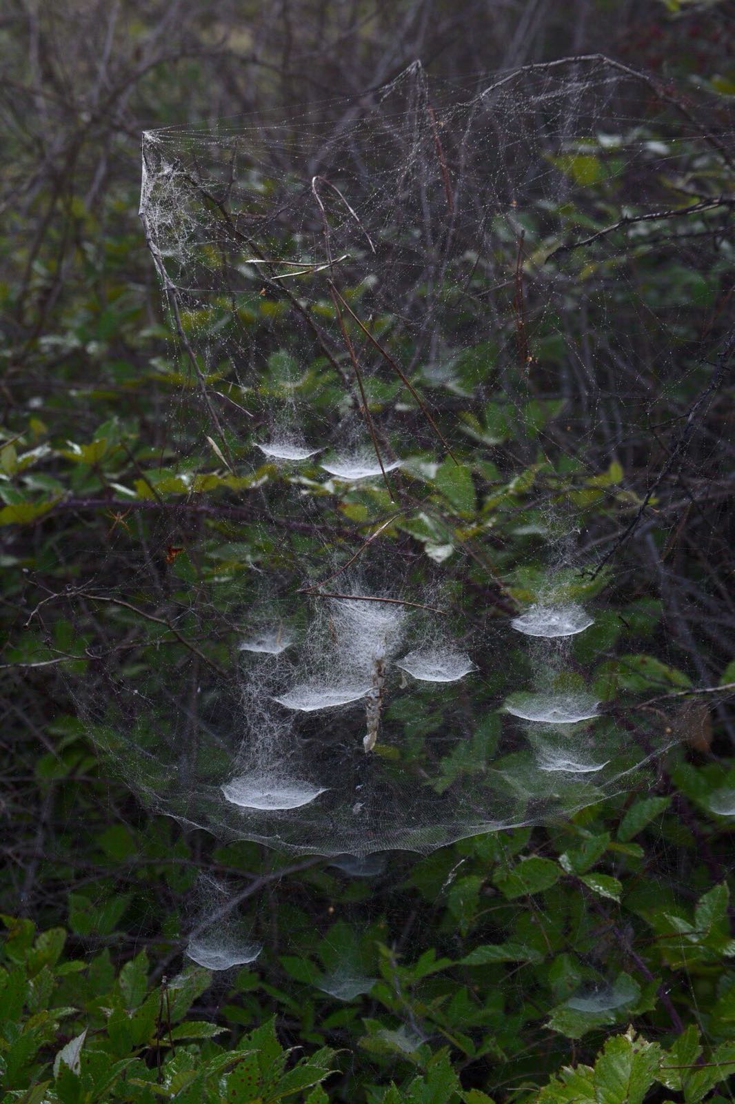 La Cyrtophora citricola: il ragno ingegnere